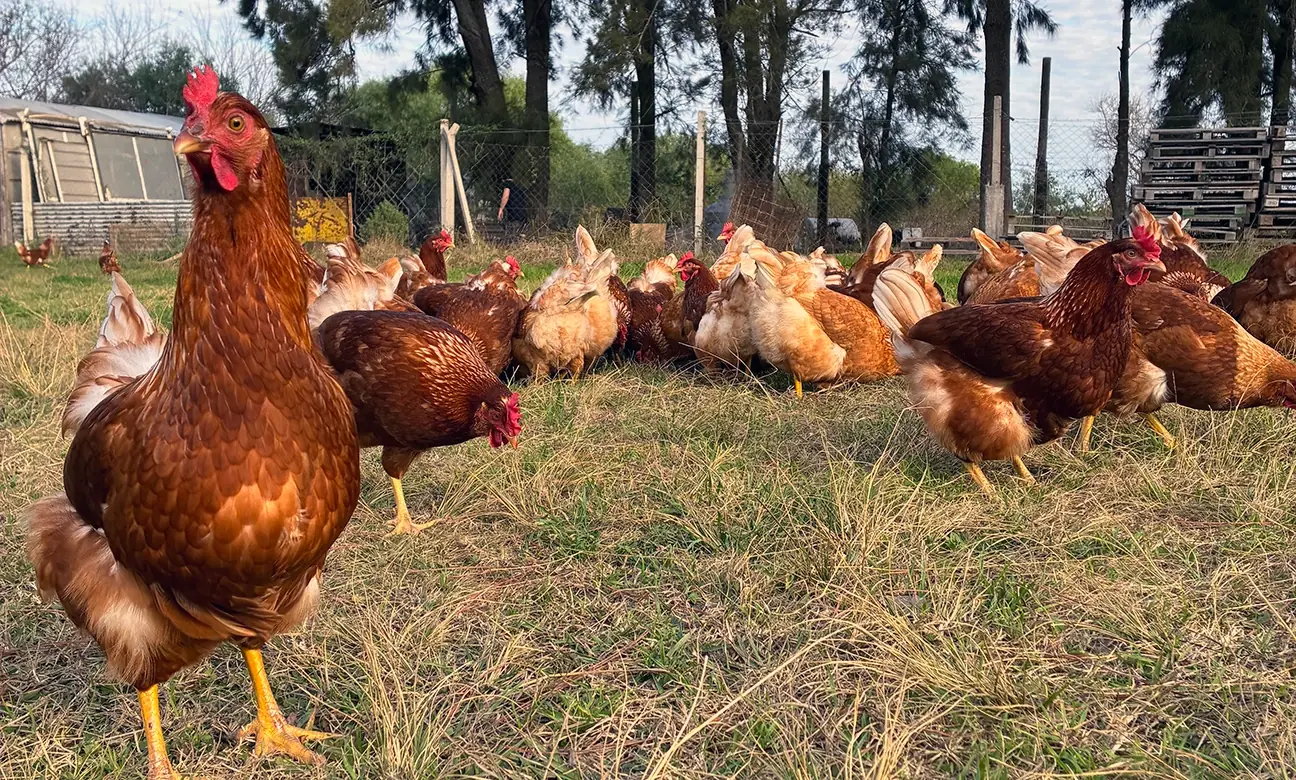 Gallinas de La Comarca pastando libremente sobre pasto verde