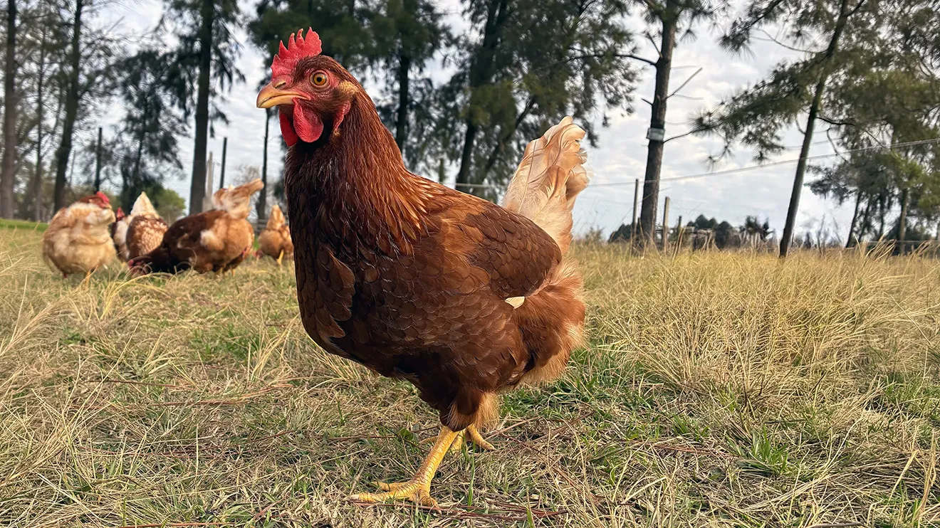 Gallinas de La Comarca en su ambiente natural
