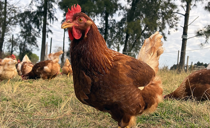 Gallinas de La Comarca en su ambiente natural