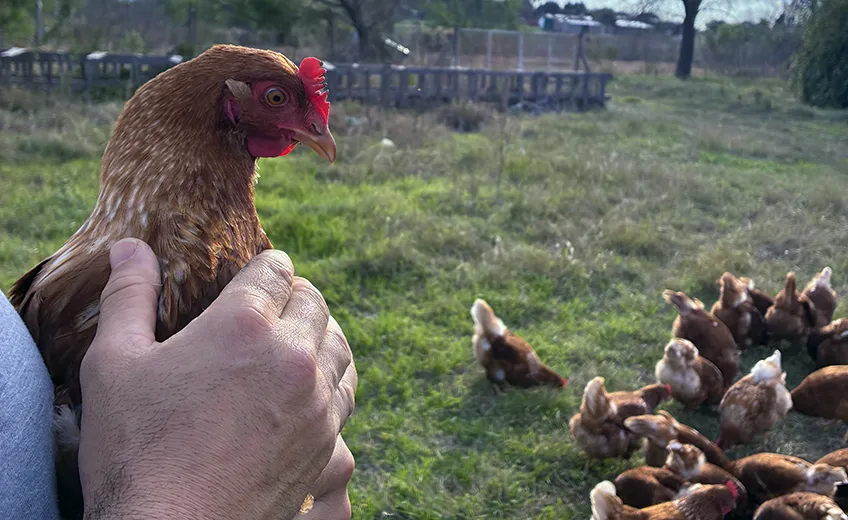 Persona sosteniendo un huevo junto a una gallina